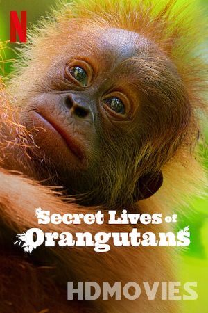 Secret Lives of Orangutans (2024) Hindi Dubbed Movie